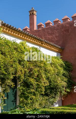 Il verde copre un muro imbiancato in un Jardin del Chorrón (Giardino del torrente) all'interno della Puerta de Marchena nel Palazzo dell'Alcazar Foto Stock