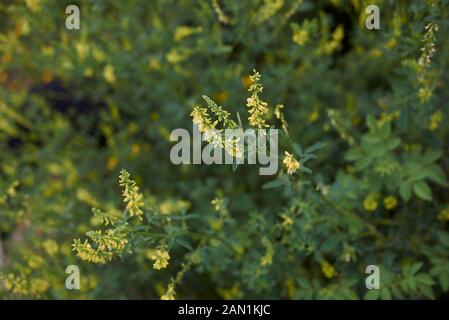 Fiore giallo di Melilotus officinalis Foto Stock