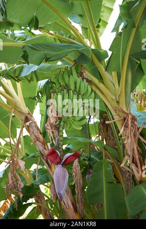 Impianto di Musa con fresche banane verdi Foto Stock