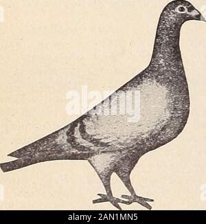 Pollame da fantasia . QUESIONSAND RISPONDE Di FRANK HECK AUTORE CRAVATTA sostiene e dimostra che questo libro contiene informazioni su una varietà più grande di soggetti di qualsiasi libro su pollame eveswritten. Ha inoltre elaborato testimonianze più sollecitedda autorità ed esperti. Perché preoccuparsi e meraviglia nel thedartfWhy imparare bv costosa esperienza e disappointment quando tutto è offerto vou a un prezzo molto piccolo? La conoscenza acquisita da yeareof esperienza è contenuta in questo libro. Themethods e i segreti dei maggiori successo allevatori ed espositori nella sala show sono in pieno. Thousa Foto Stock