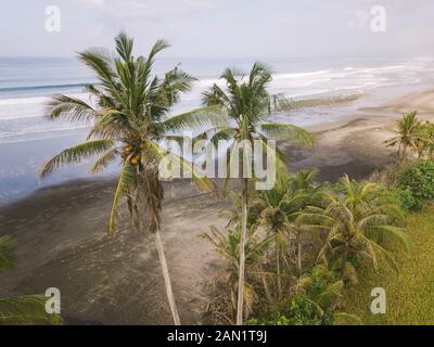 Vista aerea delle palme verdi Foto Stock