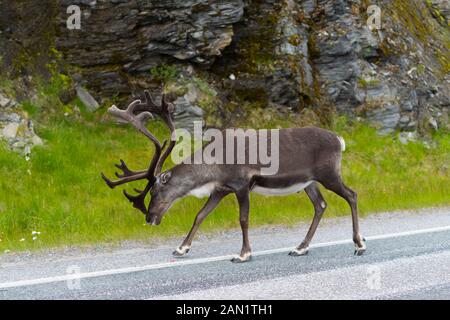 La renna camminando sulla strada in Norvegia Foto Stock