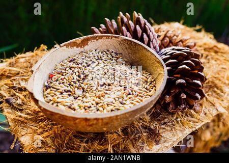 In casa bird feeder con semi di attirare gli uccelli. Foto Stock