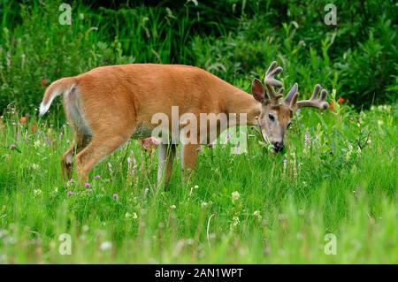 Una vista laterale di un cervo maschio dalla coda bianca (Odocoileus virginianus); nutrirsi sulla vegetazione verde in un lussureggiante prato estivo nella rurale Alberta Canada Foto Stock