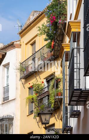 Il verde del fogliame si riversa sui balconi in ferro battuto di un colorato edificio di Calle Abades a Siviglia. Foto Stock