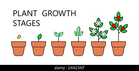 Tree stadi di crescita infographics. Line art icone. Impianto modello di istruzione. Lo stile lineare illustrazione isolato su bianco. La piantagione di frutta processo. Illustrazione Vettoriale