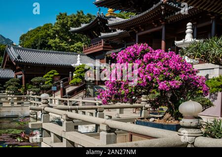 Hongkong, Cina - Novembre 2019: Alberi di Bonsai nel Giardino Cinese del Nunnery Chi Lin, un tempio buddista di Hong Kong Foto Stock