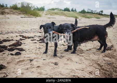 Due cani neri giocando con il bastone di legno in una spiaggia. La lettonia, Europa Foto Stock