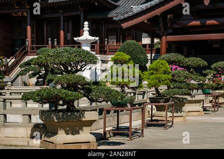 Hongkong, Cina - Novembre 2019: Alberi di Bonsai nel Giardino Cinese del Nunnery Chi Lin, un tempio buddista di Hong Kong Foto Stock