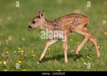 Il Capriolo Capreolus capreolus, Foan con fiori, Normandia Foto Stock