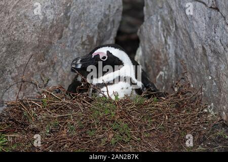 JACKASS PENGUIN O AFRICANO PENGUIN Spheniscus demersus, adulti meditabondo, seduta sul nido, BETTY'S BAY IN SUD AFRICA Foto Stock