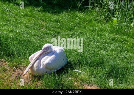 Eastern pellicani bianchi, Pelecanus onocrotalus, in appoggio allo zoo. Noto anche come roseo, grande bianco o bianco pellicano. Foto Stock