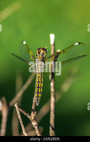 Nastrare groundling dragonfly (Brachythemis leucosticta) appoggiato su un ramo ramoscello, Entebbe, Uganda Foto Stock