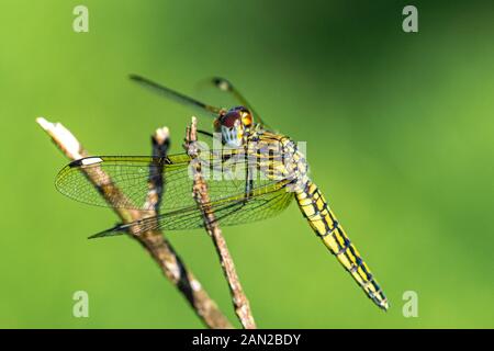 Nastrare groundling dragonfly (Brachythemis leucosticta) appoggiato su un ramo ramoscello, Entebbe, Uganda Foto Stock