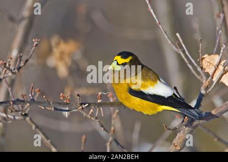 Un maschio di sera Grosbeak, Coccothraustes vespertinus, appollaiato Foto Stock