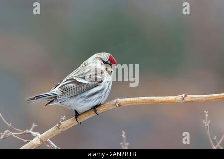 Un annoso Redpoll, canthis hornemanni, appollaiato Foto Stock