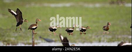 Rosso-FATTURATI SIBILO DUCK dendrocygna automnalis, LOS LIANOS IN VENEZUELA Foto Stock