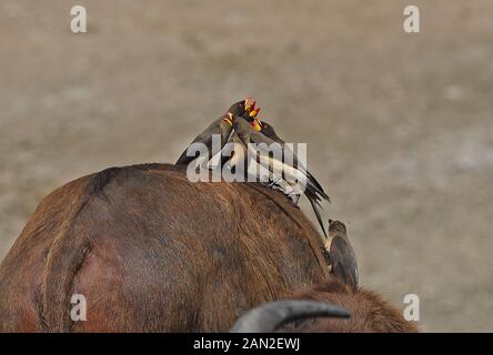 Giallo-fatturati Oxpecker ( Buphagus africanus) gruppo chiamando dal retro del Bufalo africano Queen Elizabeth National Park, Uganda Novemb Foto Stock