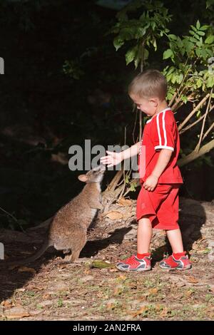 Ragazzo con il Bennett's WALLABY macropus rufogriseus, CERZA ZOOLOGICAL PARK IN NORMANDIA Foto Stock