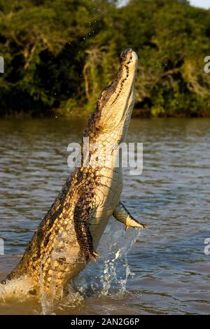 SPECTACLED Cayman crocodilus caimano, adulti saltando fuori di acqua, LOS LIANOS IN VENEZUELA Foto Stock