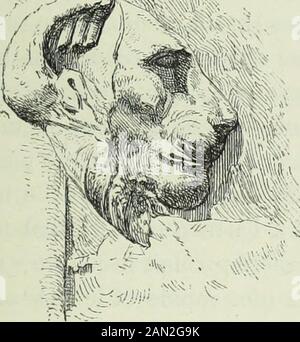 Histoire de l'art dans l'antiquité: Égypte, Assirie, Perse, Asie Mineure, Grece, Etrurie, Roma . Tête de cynocéphale.. Foto Stock