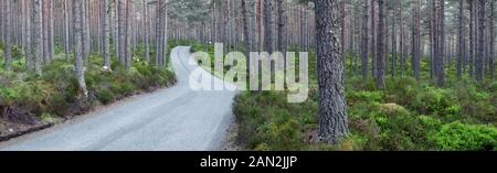 La strada attraverso Abernethy Forest, Caledonian Pineta, Cairngorms National Park, Grampian, Scozia Foto Stock