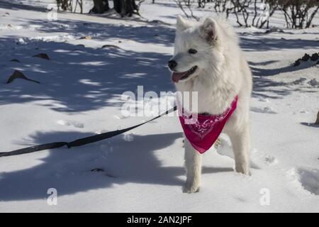 La bella americana eschimese cane era felice durante la caduta di neve in Giordania Foto Stock