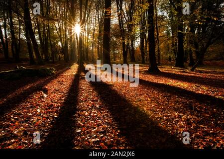 In Autmnn Bolderwood, New Forest Hampshire, Inghilterra Foto Stock