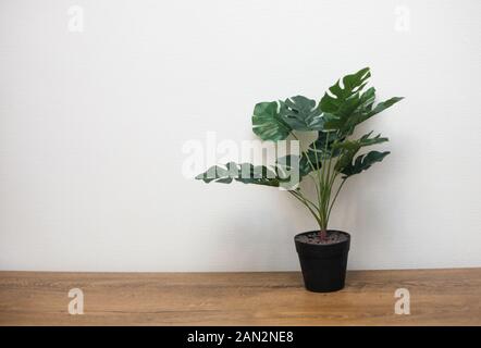Impianto Indoor monstera sul tavolo di legno contro il muro bianco, home design details, copia spazio per il testo Foto Stock