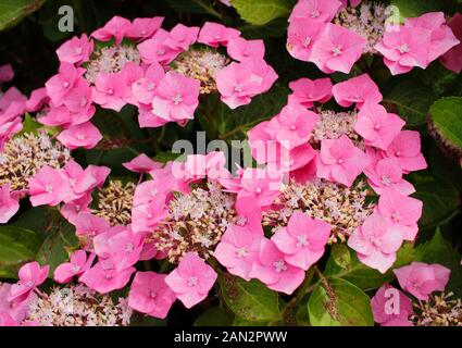 Hydrangea macrophylla 'Taube' - Teller serie lacecap hydrangea. Foto Stock
