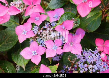 Hydrangea macrophylla 'Kardinal Violetta' lacecap compatto con profondità di colore rosa e fiori malva Foto Stock