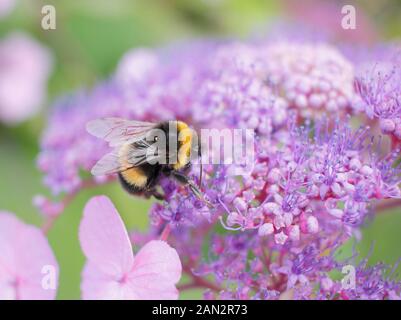 Ape su Hydrangea macrophylla 'ancing Lady' Foto Stock