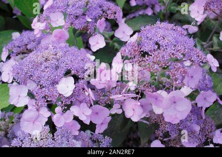 Ortensie. Hydrangea macrophylla "Dancing Lady" che mostra attraenti fiori di malva blu in estate. REGNO UNITO Foto Stock