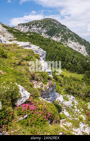 Campo dei fiori viola con la montagna Hochobir in background in Carinzia, Austria Foto Stock