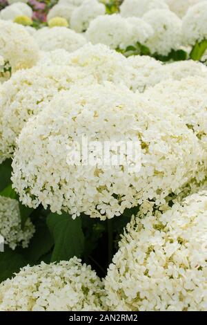 Hydrangea arborescens "Bounty" mophead fiori d'estate. Regno Unito Foto Stock