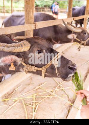 Immagine di un bufalo d'acqua al Laos Buffalo Dairy, Ban Muang Khay, Luang Prabang, Laos. Foto Stock