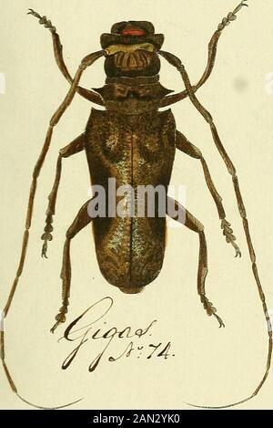 Entomologie, ou Histoire Naturelle des insectes : avec leurs caractères génériques et spécifiques, leur descrizione, leur synonymie et leur enluminée .