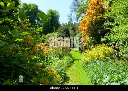 Giardino di primavera con percorso di erba tra arancio e giallo la fioritura dei rododendri , in un paesaggio inglese in una giornata di sole . Foto Stock