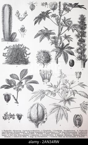 Varie Euphorbiales, Euphorbia officinarum, Euphorbia caput Medusa, Ricinus communis, siphonia elastica, Manihot utilisima, / verschiedene Euphorbiales, Euphorbia officinarum, Euphorbia caput Medusa, Ricinus communis, siphonia elastica, Manihot utilisima, Historiisch, digitale migliorata di una riproduzione originale da un secolo 19th. Jahrhundert Foto Stock