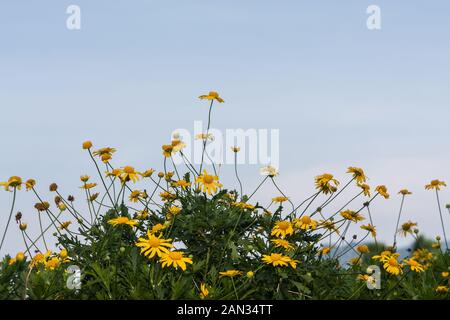 Bush africano daisy (Euryops chrysanthemoides) aka bull-eye, fiori gialli, aiuola di fiori nel giardino, Xinshe distretto, Taichung, Taiwan Foto Stock