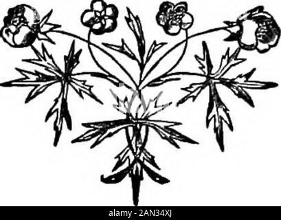 Kentish lyrics, sacred, Rural, and Miscellaneous; . aves, for evening is come,- E il sole dora l'hrow della collina lontana, Gloriously affondando •E sembra squisitamente ancora, Come se tutta La Creazione fosse thinkingWhy angeli sono più felici degli uomini, E se il millennio sta venendo, e quando ! Mezzo giù la scogliera è una spina nera in fiore, Respirando i relativi odori sull'aria;E una piccola copra di scopa gialla, Che Si Illumina in fiori gialli fair.A nightingale su ciascuno sta cantando, Uno che risponde agli altri canzone, E la loro armonia sta suonando la scogliera e vale along.Was mai canzone così morbida e commovente, O amanti ha Foto Stock