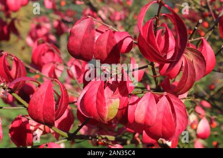 Euonymus alatus 'Piccolo Mosè' fuso alato, o nano bruciando cespuglio arbusto, che mostra vivaci colori autunnali. Foto Stock
