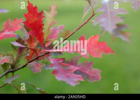 Quercus palustris. Foglie della Quercia Pin in autunno. REGNO UNITO Foto Stock