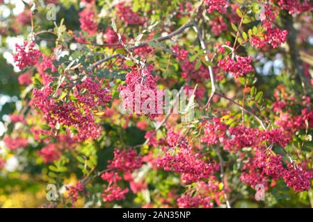 Sorbus Pseudohupehensis "Pagoda Rosa". Bacche d'autunno rosa della Pagoda Rosa rowan. REGNO UNITO. MODULO AGM Foto Stock