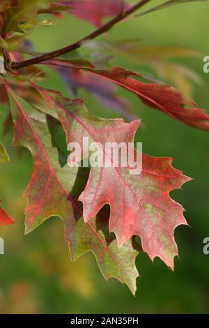 Quercus palustris. Foglie della Quercia Pin in autunno. REGNO UNITO Foto Stock