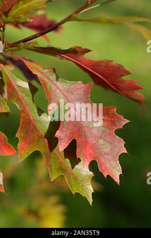 Quercus palustris. Foglie della Quercia Pin in autunno. REGNO UNITO Foto Stock