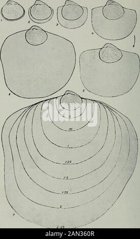 L'ostrica canadese : il suo sviluppo, ambiente e cultura . onn appendice. Il meglio che si può dire per tutti i riferimenti a un piede in questi primi stadi è • cappello, in confronto con altre specie, indicano il luogo dove, in un secondo momento, il passaggio di supergro^i;h e la specializzazione, un piede così come diverse altre parti sono formate tra il temmouth e l'ano; gli zoologi per inferenza da embriologia comparata sono stati pre-pated per trovare un rudimment o un vestigio di questo organo molto caratteristico del mollusco. Mantello. - Il mantello continua a crescere verso il basso come due fleshyfolds destra e sinistra del corpo Foto Stock