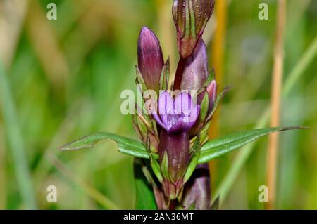 In autunno la Genziana - Gentianella amarella, è un piccolo, annuale ; cresce su chalk prateria, favorendo discese rivolte a sud con suolo sottile . La sua porpora, tr Foto Stock