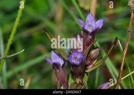 In autunno la Genziana - Gentianella amarella, è un piccolo, annuale ; cresce su chalk prateria, favorendo discese rivolte a sud con suolo sottile . La sua porpora, tr Foto Stock