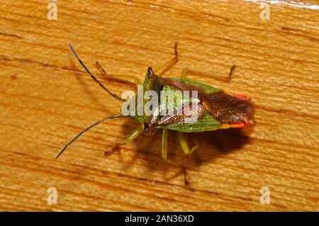 Biancospino bug di protezione (Acanthosoma haemorrhoidale)comune europeo bug di protezione. Il suo capo è alimentare haws, frutto dell'albero di biancospino. Foto Stock